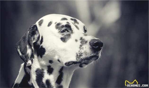 犬中的冒失鬼—大麦町犬