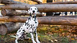 犬中的冒失鬼—大麦町犬