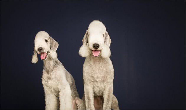 贝灵顿梗犬母犬生产怎样护理？幼犬应该怎样训练？