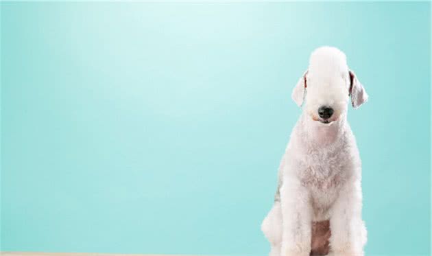 贝灵顿梗犬母犬生产怎样护理？幼犬应该怎样训练？