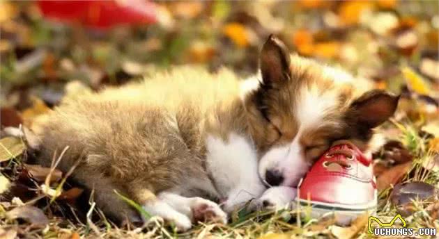 如何人工饲养新生犬仔