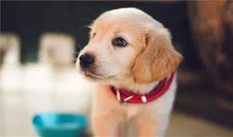 如何人工饲养新生犬仔