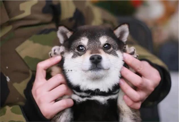 柴犬入选又便宜又好养的狗狗之一