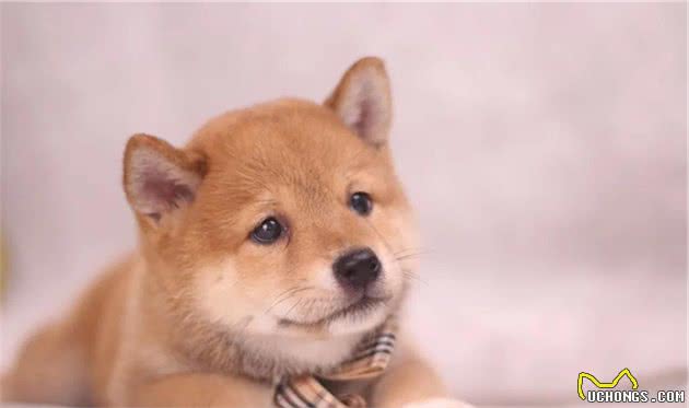 柴犬入选又便宜又好养的狗狗之一