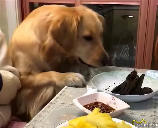 狗狗贪吃排行榜，快来看你家狗子上榜了么？