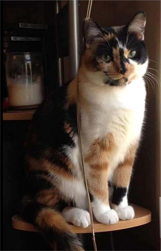 地下室钻出一只“灰蓝色”的猫，铲屎官仔细辨认后，哭笑不得