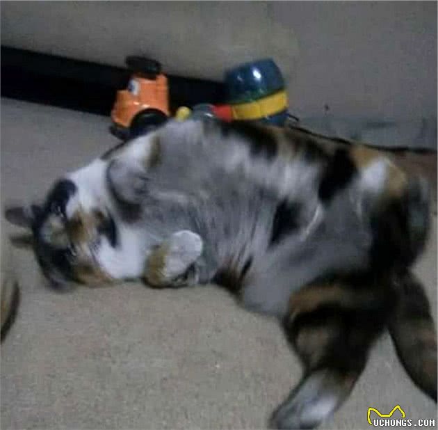 地下室钻出一只“灰蓝色”的猫，铲屎官仔细辨认后，哭笑不得