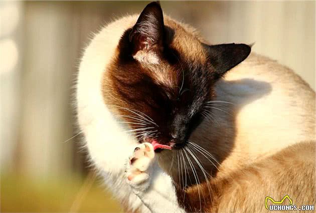 地下室钻出一只“灰蓝色”的猫，铲屎官仔细辨认后，哭笑不得
