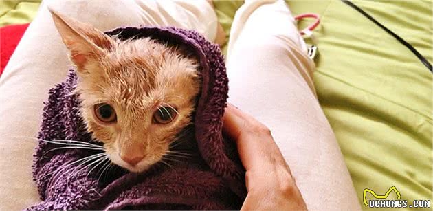 地下室钻出一只“灰蓝色”的猫，铲屎官仔细辨认后，哭笑不得