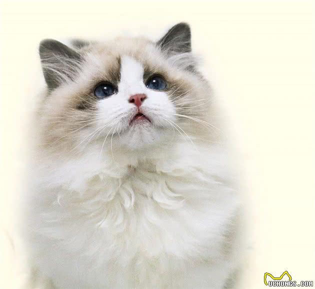 地下室钻出一只“灰蓝色”的猫，铲屎官仔细辨认后，哭笑不得