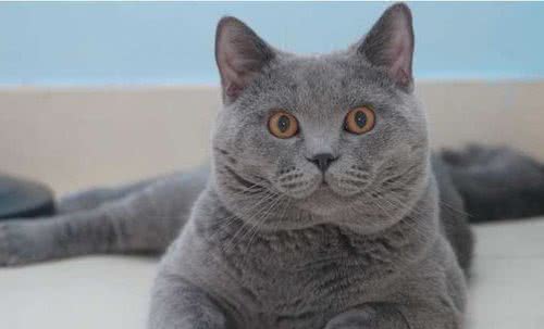 如何挑选一只纯种的英国短毛猫，关键看它有没有这“5短”