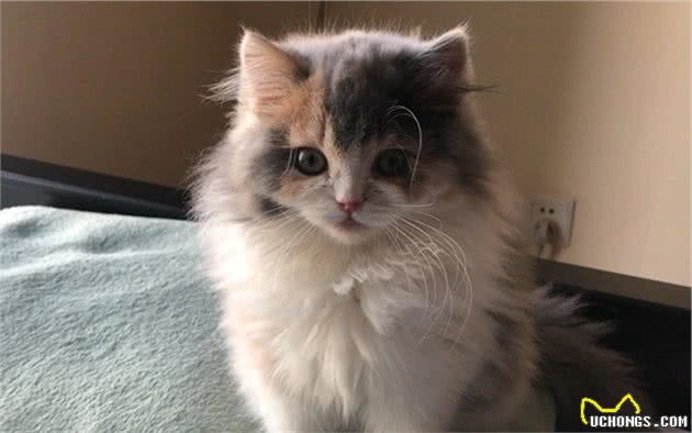 辟谣，中华本土猫身份低微？那是你不知道它们曾经有多风光