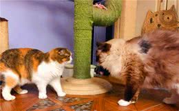 辟谣，中华本土猫身份低微？那是你不知道它们曾经有多风光