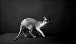 斯芬克斯猫是世界上最个性的猫？简直是过敏爱猫人士的福音！
