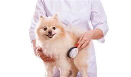 马耳他犬遇到的健康问题