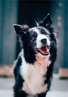 狗吃草是什么原因？