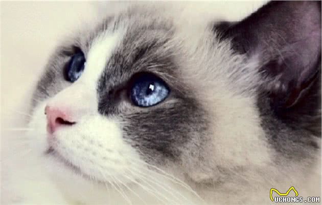 你了解美丽的布偶猫吗？告诉你该怎样开启正确的撸猫方式