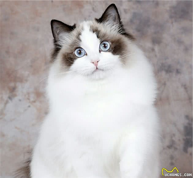 你了解美丽的布偶猫吗？告诉你该怎样开启正确的撸猫方式