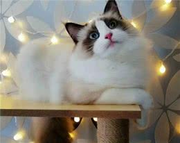 你了解美丽的布偶猫吗？告诉你该怎样开启正确的撸猫方式
