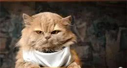 猫咪怎样喂养，一天喂养几次？