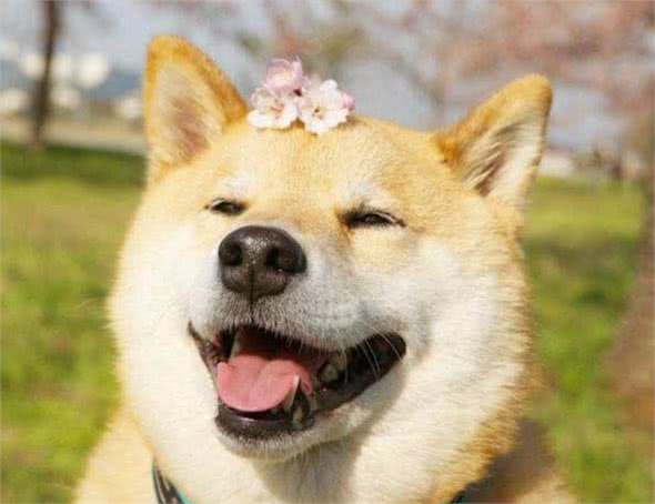 揭秘！狗狗六大性格类型，快带你家狗狗对号入座