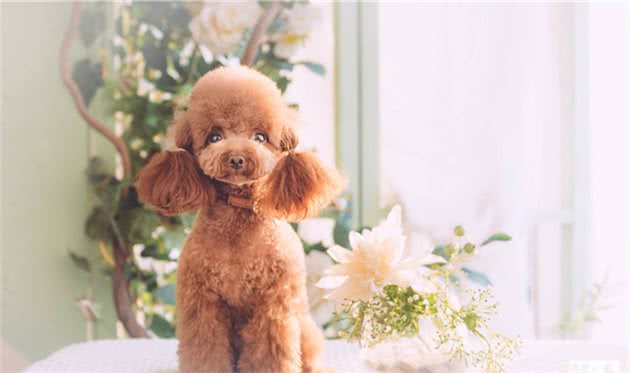 想要养好一只泰迪犬，吃并不是最主要的！
