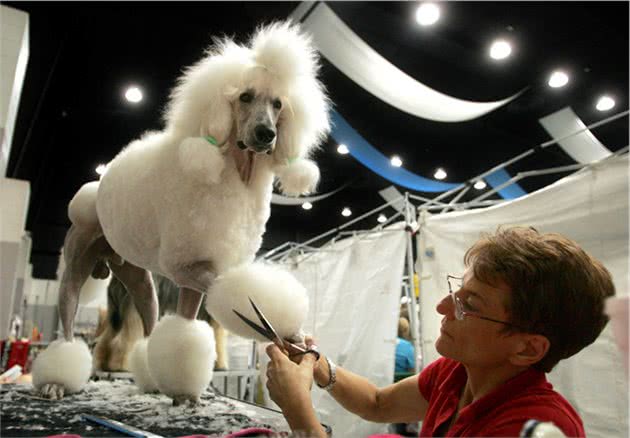 想要养好一只泰迪犬，吃并不是最主要的！
