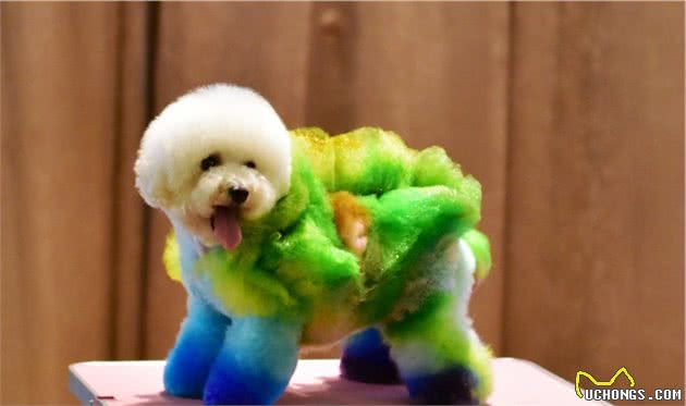 想要养好一只泰迪犬，吃并不是最主要的！