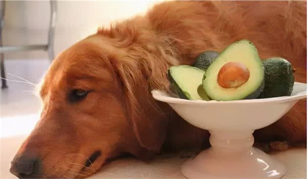 狗狗禁食被曝光：这7种食物不能喂，很多资深铲屎官都不知情