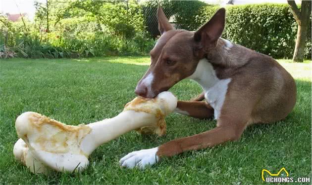 狗狗禁食被曝光：这7种食物不能喂，很多资深铲屎官都不知情