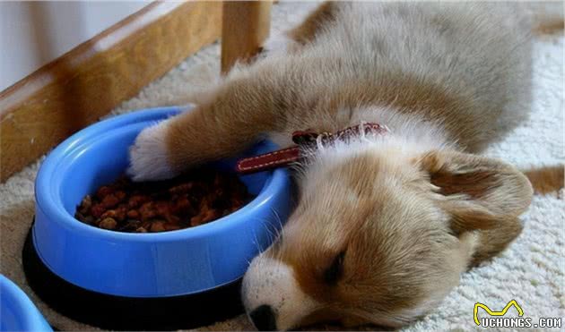狗狗的护食行为很严重？5招轻松帮你改掉