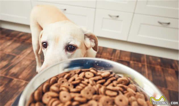 狗狗的护食行为很严重？5招轻松帮你改掉