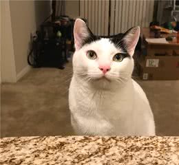 辟谣：无毛猫真的是过敏人士的福音吗？不见得，反而有可能更致敏
