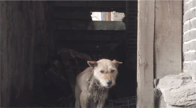 四川：狗狗脖子长蛆还爱着主人，可老人却说：养狗吃肉，有啥感情