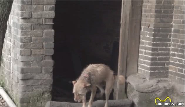 四川：狗狗脖子长蛆还爱着主人，可老人却说：养狗吃肉，有啥感情