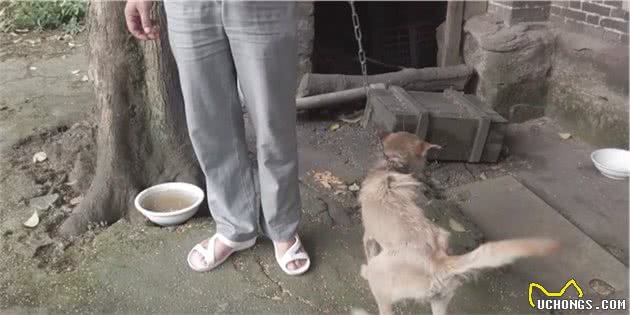 四川：狗狗脖子长蛆还爱着主人，可老人却说：养狗吃肉，有啥感情