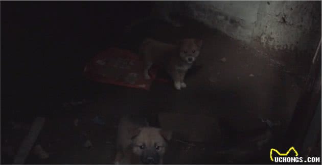 四川：狗狗脖子长蛆还爱着主人，可老人却说：养狗吃肉，有啥感情