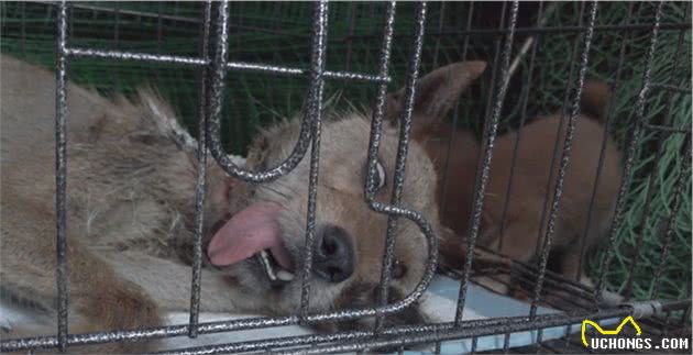 四川：狗狗脖子长蛆还爱着主人，可老人却说：养狗吃肉，有啥感情