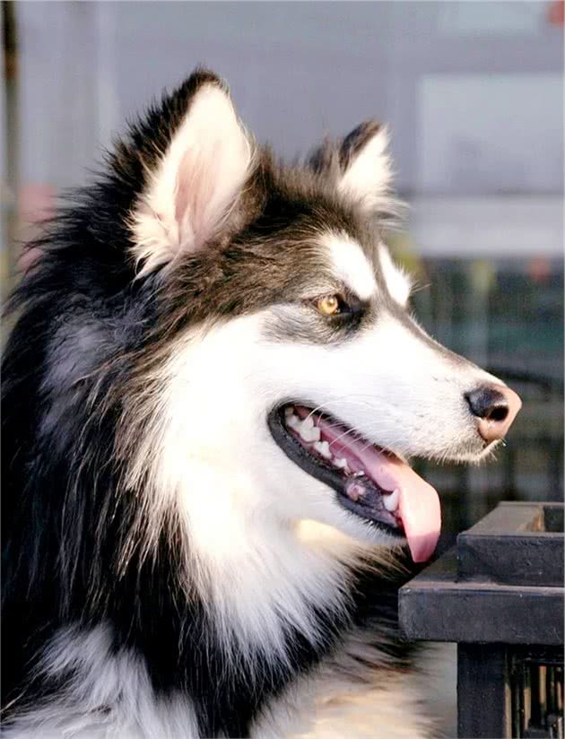 阿拉斯加犬的基本知识