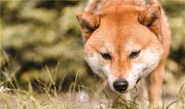 养宠分享：狗狗有耳螨是什么症状容易发现