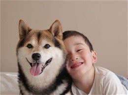 固执的柴犬要怎么训练？
