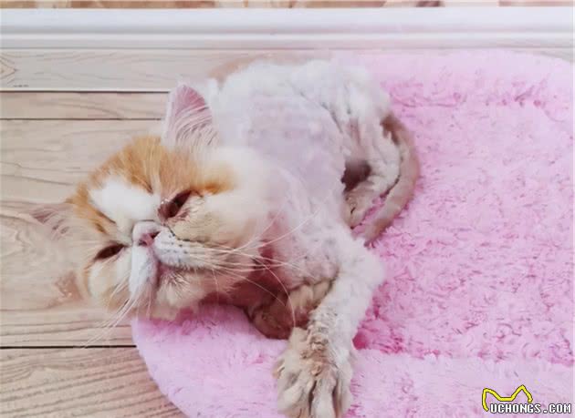 加菲猫流浪29天后，从天使变成了“恶魔”，品种猫真的不能流浪