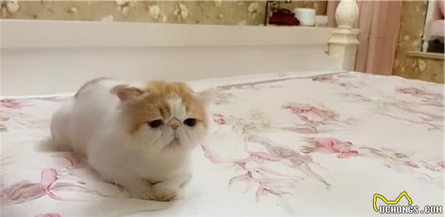 加菲猫流浪29天后，从天使变成了“恶魔”，品种猫真的不能流浪
