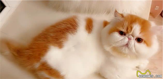 加菲猫流浪29天后，从天使变成了“恶魔”，品种猫真的不能流浪