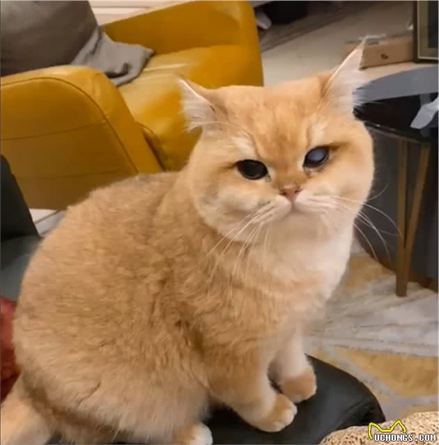 加菲猫流浪29天后，从天使变成了“恶魔”，品种猫真的不能流浪
