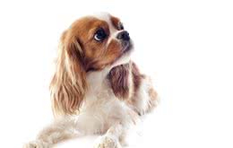 狗狗怀孕几个月生小狗，铲屎官注意以下几点