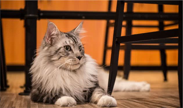1万5一只的缅因猫为什么还那多人买？田园猫就没人关心？