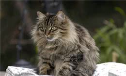 1万5一只的缅因猫为什么还那多人买？田园猫就没人关心？