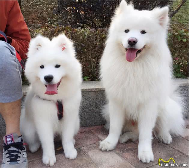 最吸引人眼球的7种品种犬，你想要养哪一种狗？