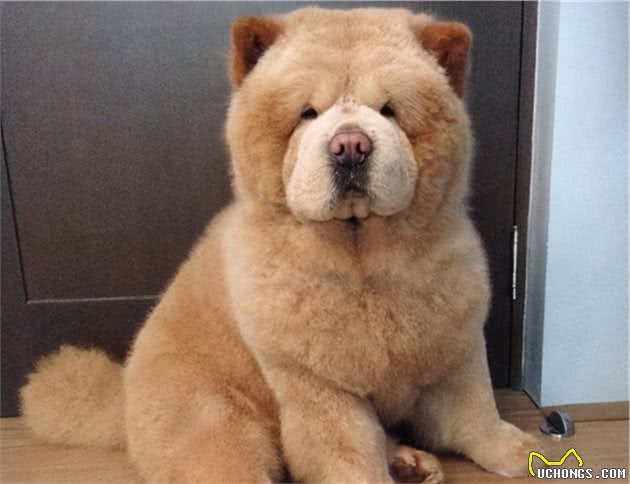 最吸引人眼球的7种品种犬，你想要养哪一种狗？